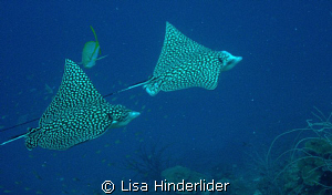 Pair of Eagle Rays off the east side of Bonaire by Lisa Hinderlider 